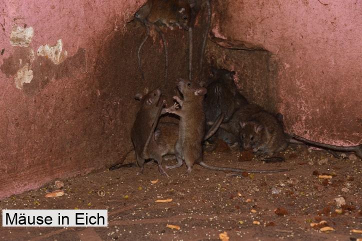 Mäuse in Eich